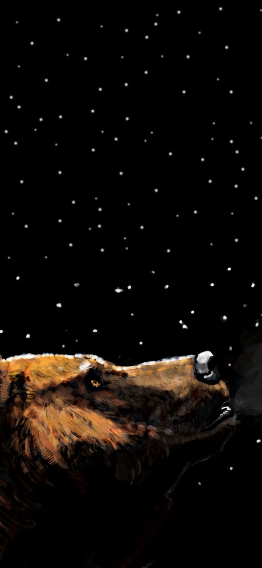 bear, gaze, sky, stars, digital art