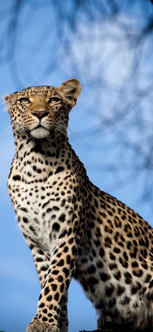 leopard, predator, big cat, sky, wildlife