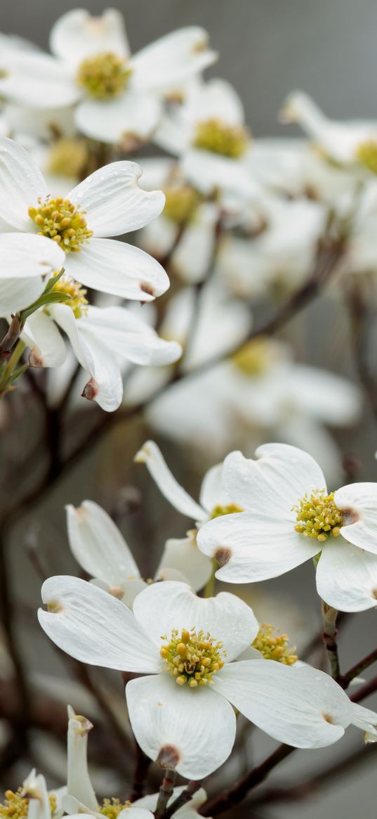 dogwood, flowers, petals, branches