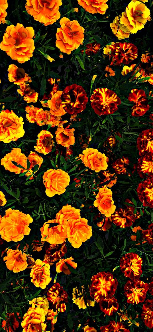 flowers, bush, orange, marigolds