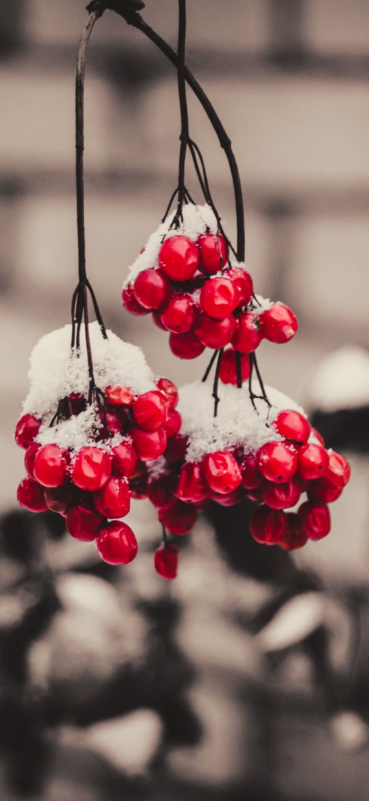 viburnum, berries, snow, macro