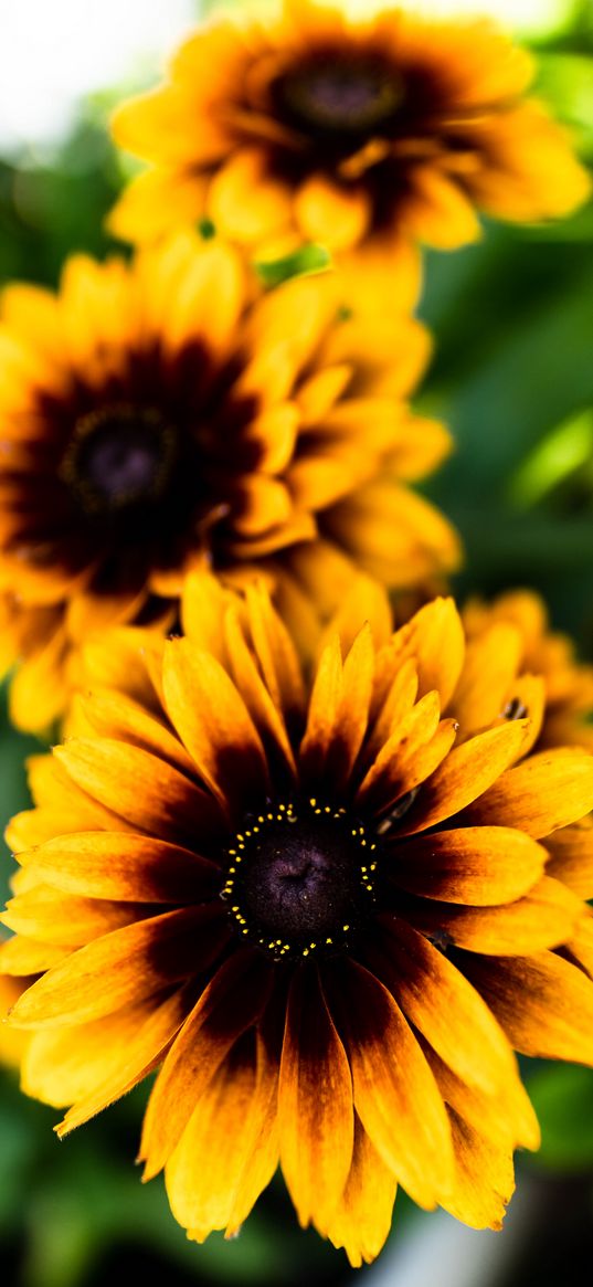 rudbeckia, flower, petals, blur