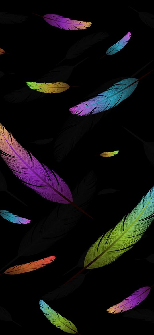 colors, black, bird, feather