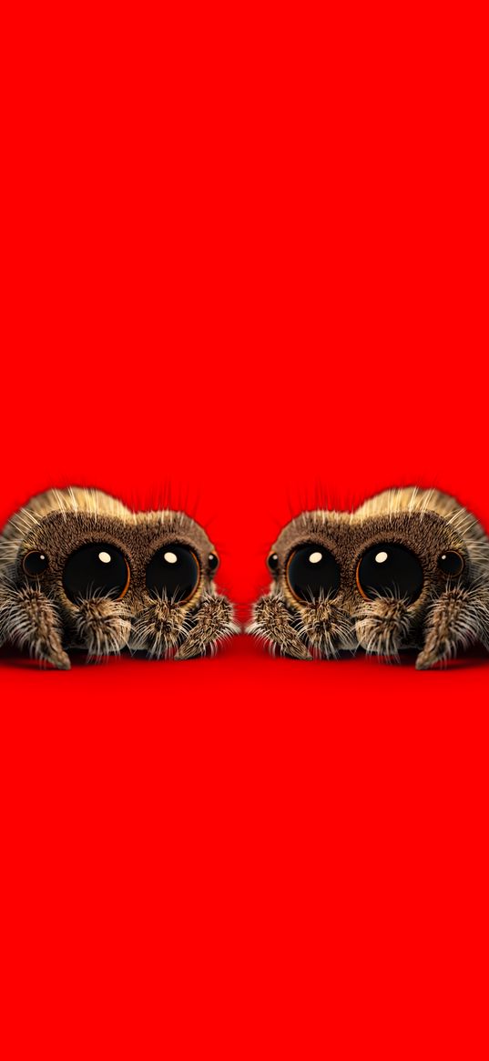 spider, paws, furry, big eyes, red background