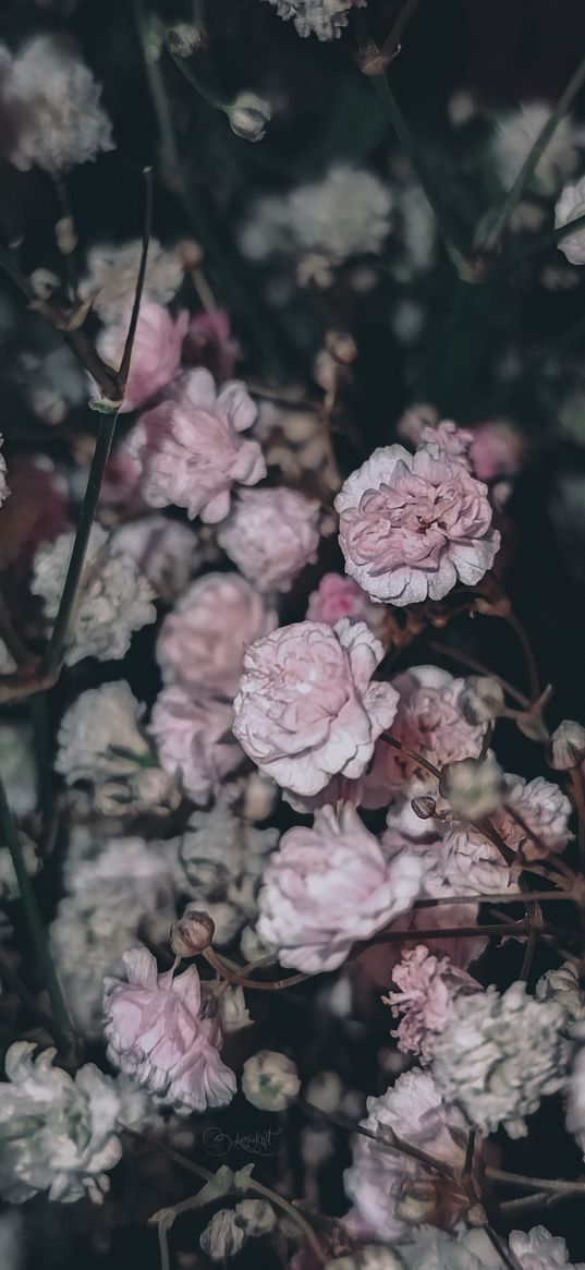 gypsophila, flowers, pink