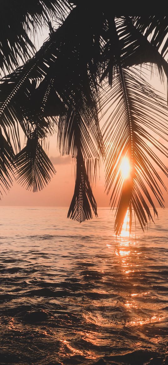 sea, waves, sunset, sun, palm tree