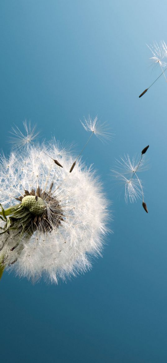 dandelion, plant, blue