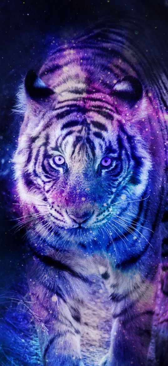 tiger, animal, blue