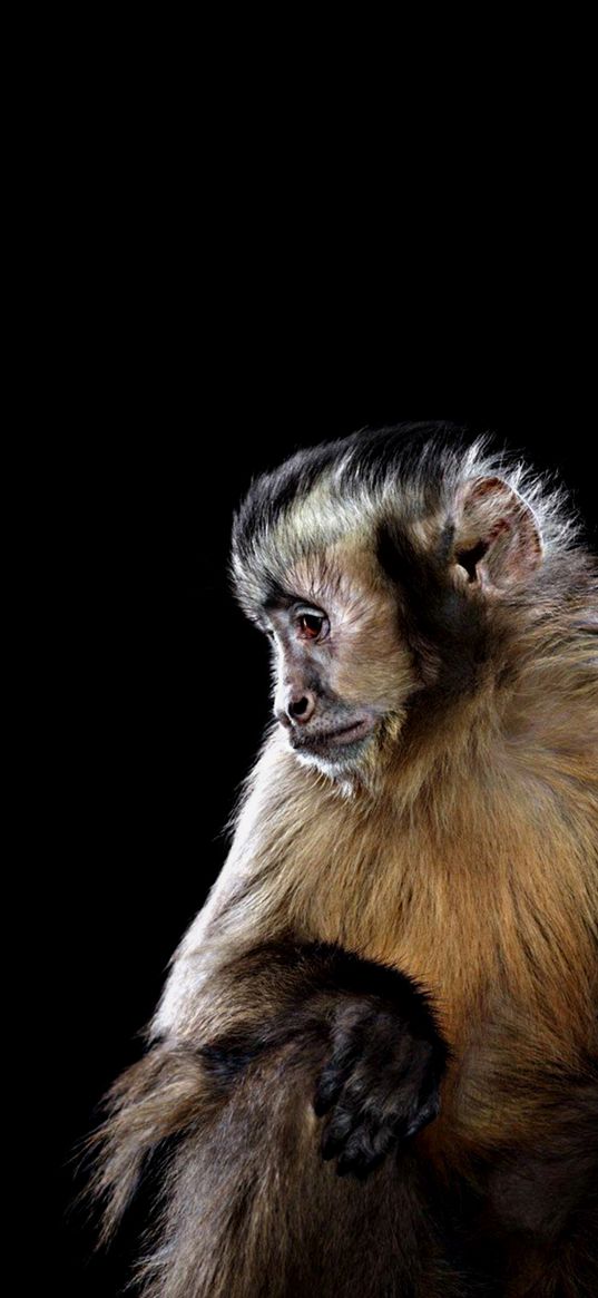 monkey, animal, primate, pensive, black background