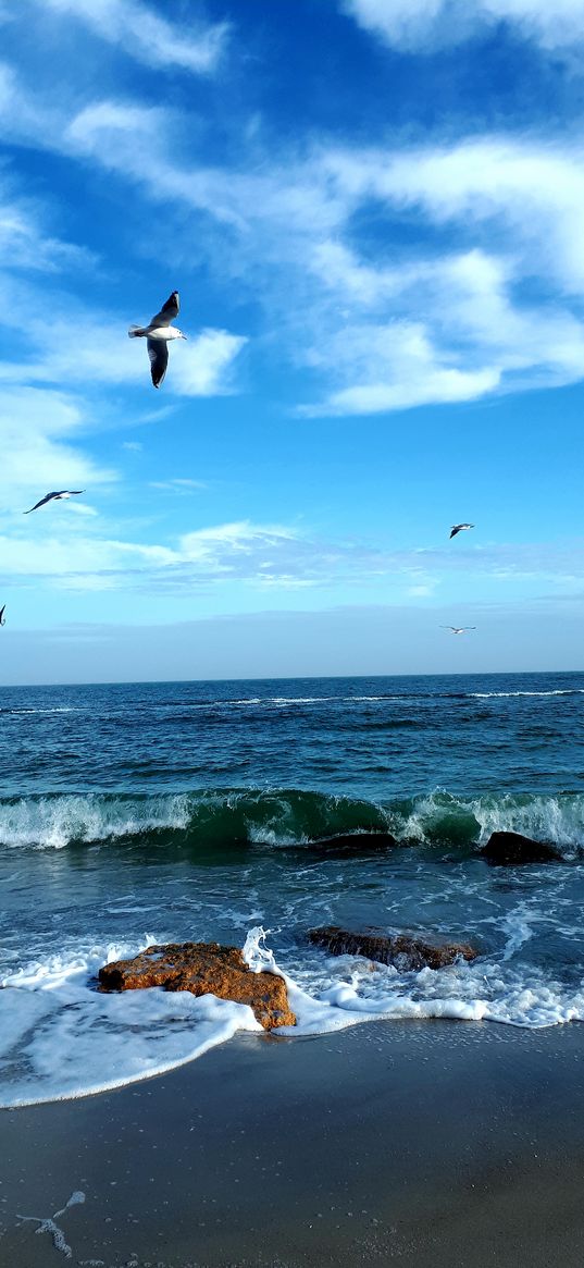 sea, sky, sand, beach, bird, wave, landscape