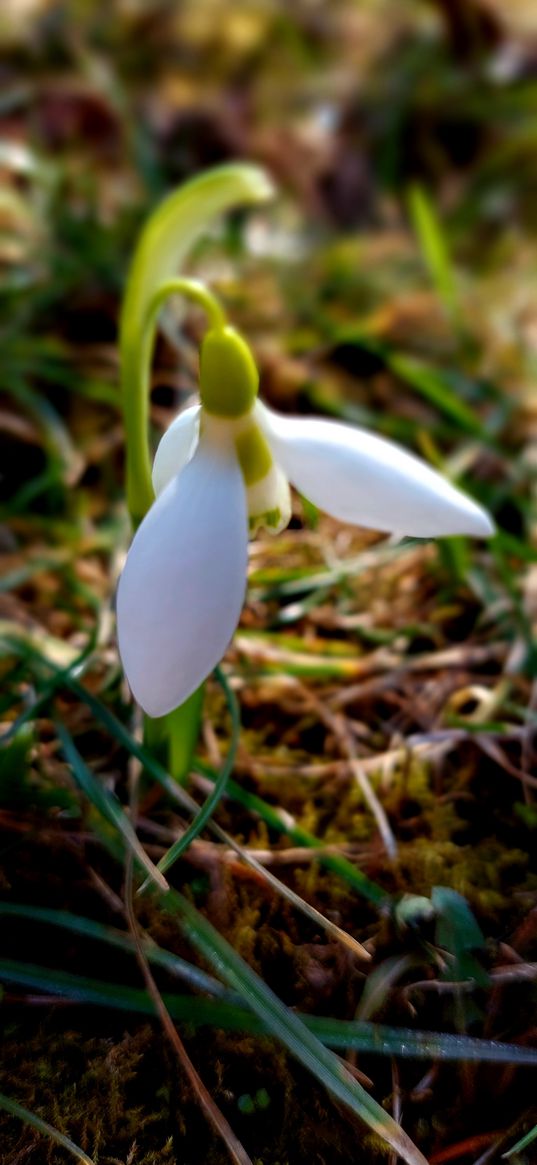 snowdrops, plant, flowers, spring, nature