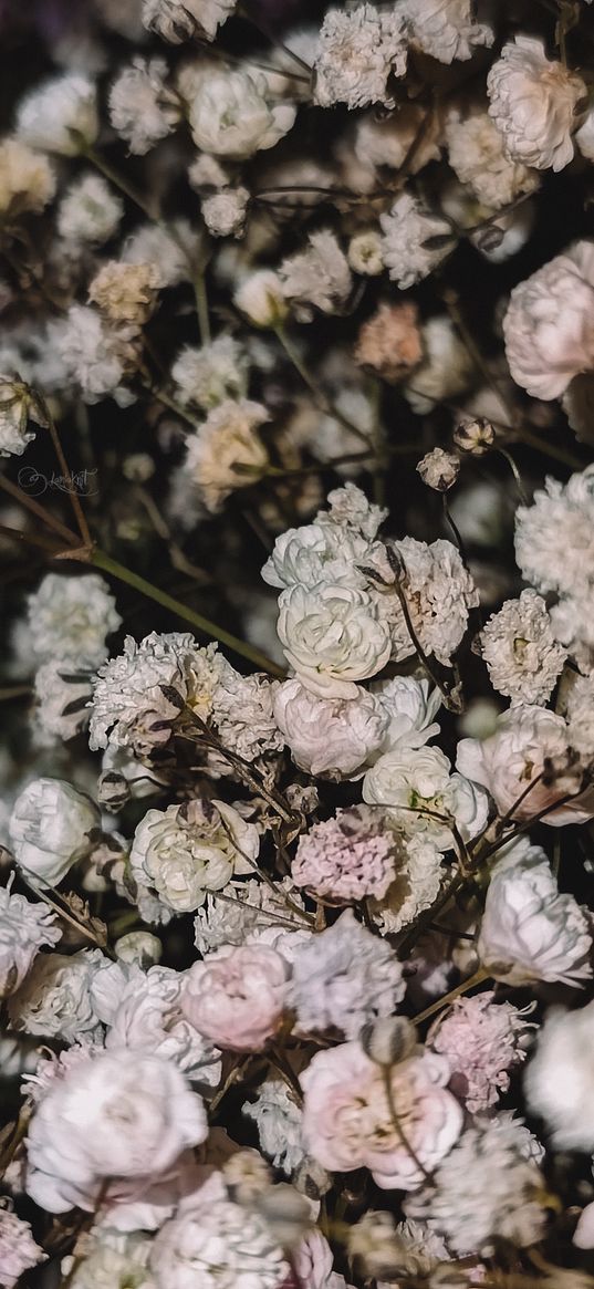 gypsophila, flowers, bouquet