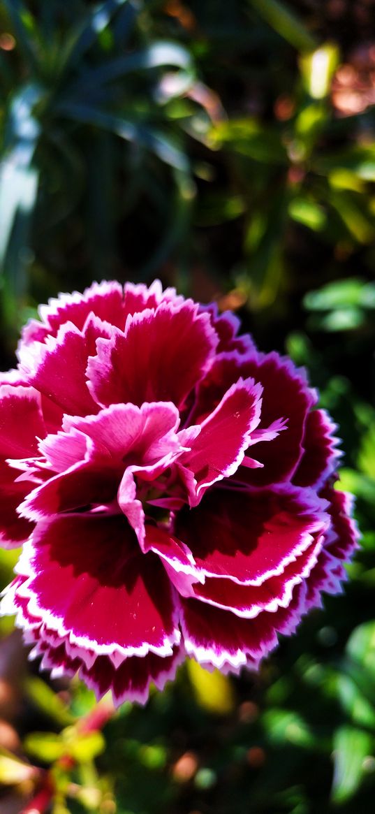 carnation, flower, crimson