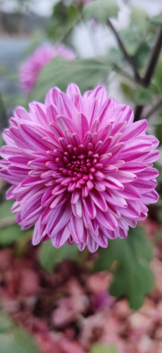 chrysanthemum, flower, pink, bright, petals