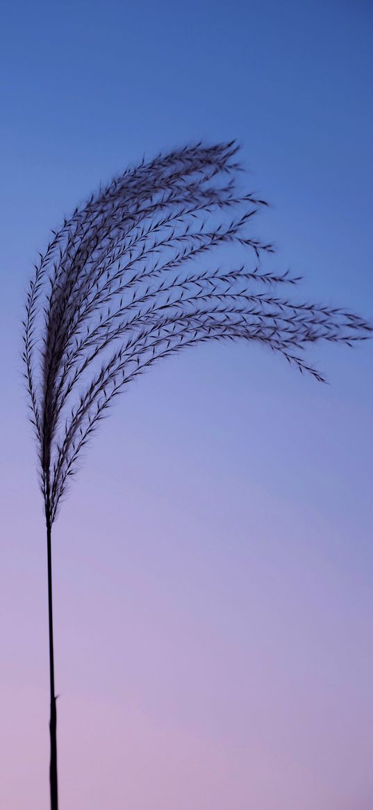 plant, spikelet, sky