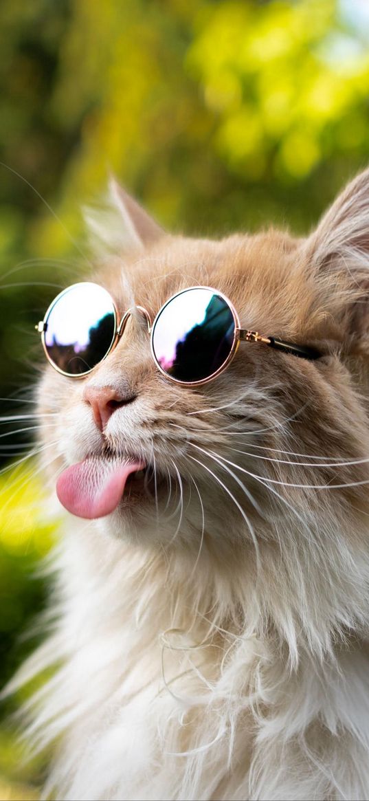 cat, glasses, tongue