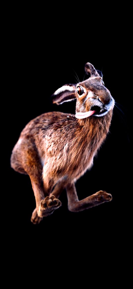 hare, jump, language, humor, funny, black background