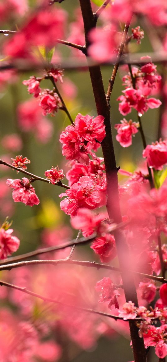 flower, petals, plum, branches, pink