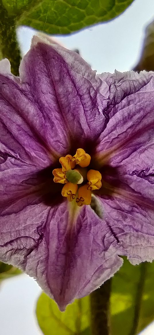 eggplant, purple, flower, flowering, plant