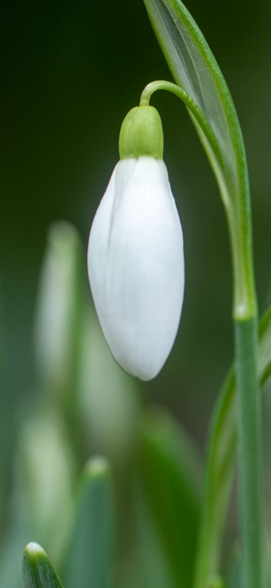 snowdrop, bud, flowers, spring