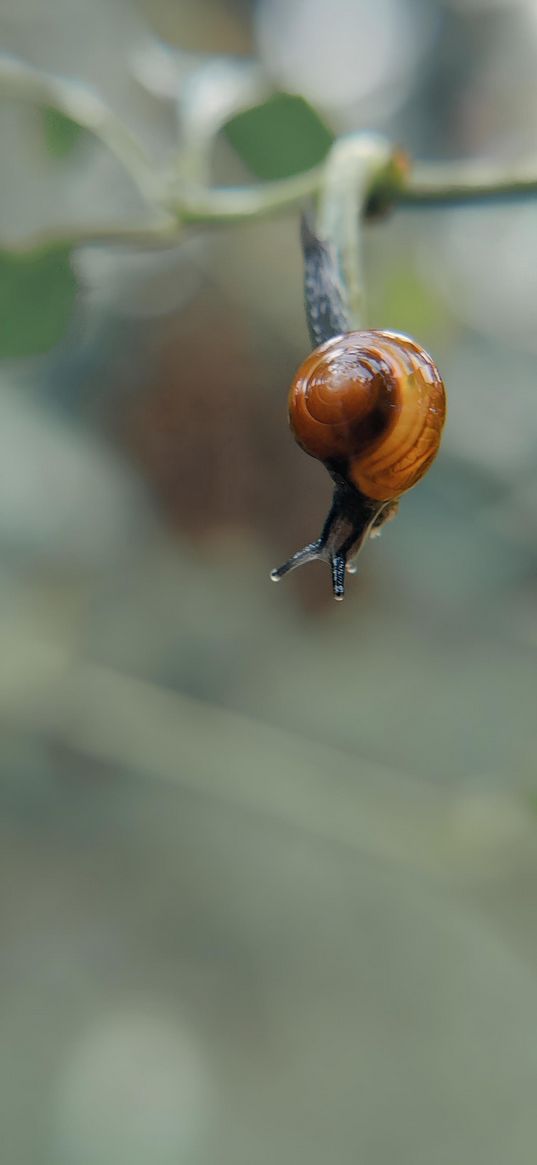 snail, shellfish, nature