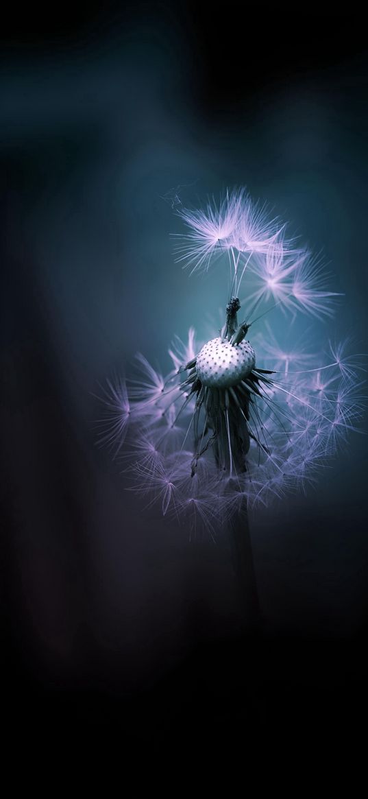 dandelion, plant, nature, airy, black background