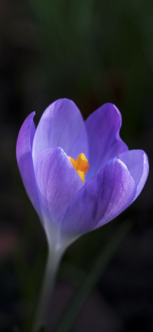 crocus, flower, petals, macro