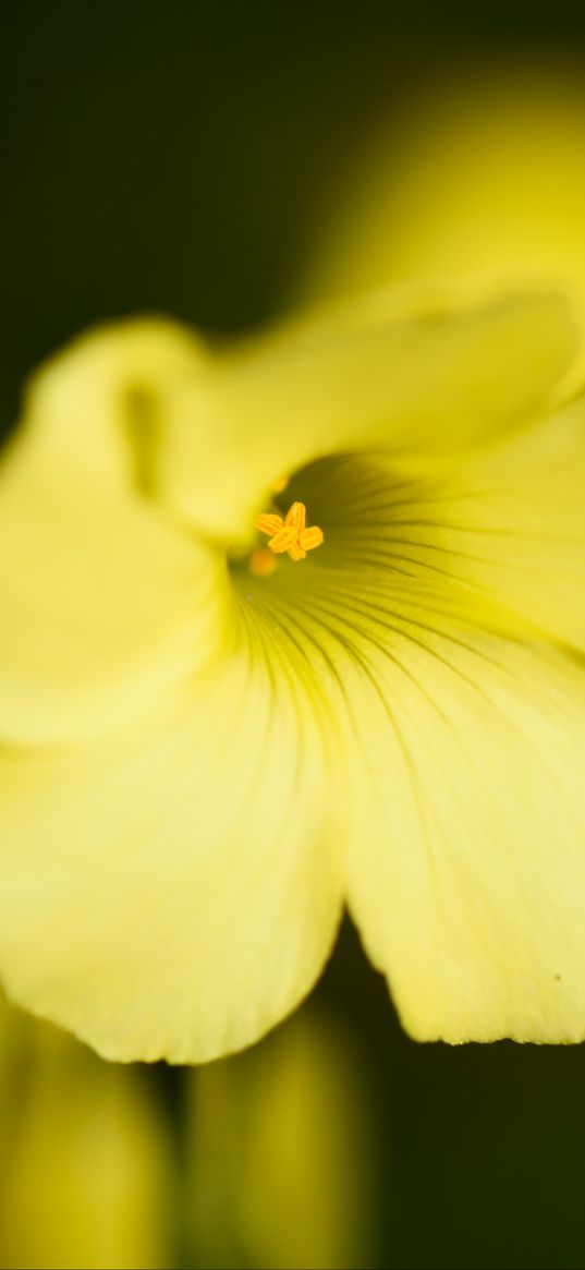 oxalis, flower, petals, macro, yellow