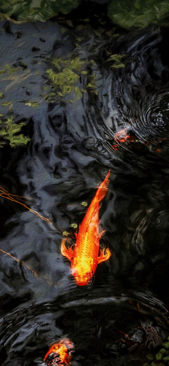 koi, carp, fish, pond, water