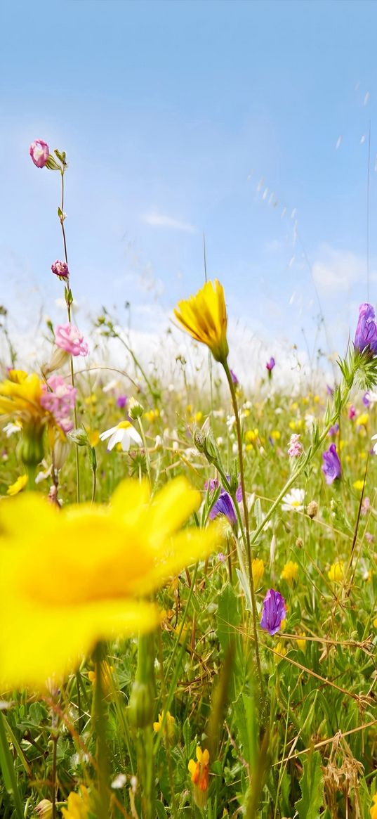 wildflowers, flowers, field, sky