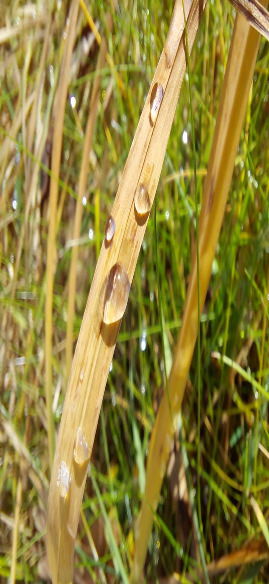 grass, withered, dew, drops, green