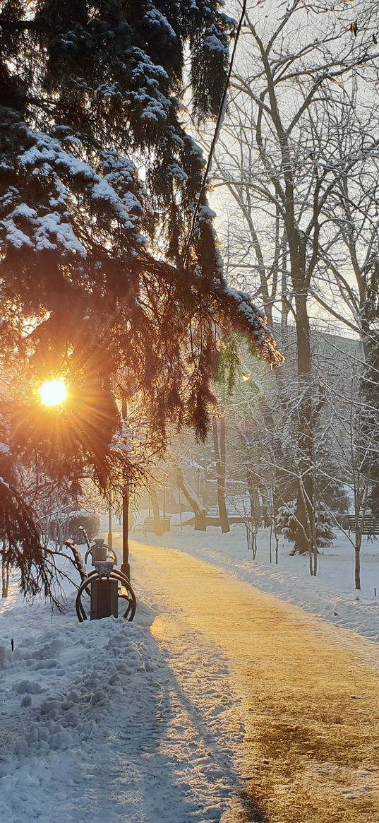 snow, winter, nature, frost, path