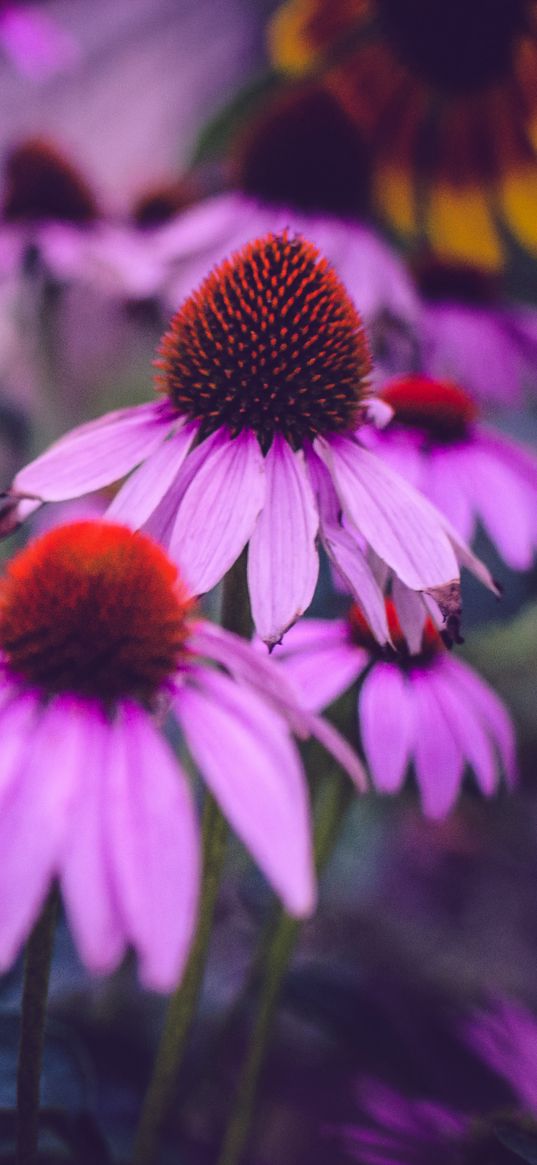 echinacea, flowers, petals