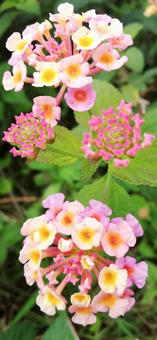 lantana, flowers, pink