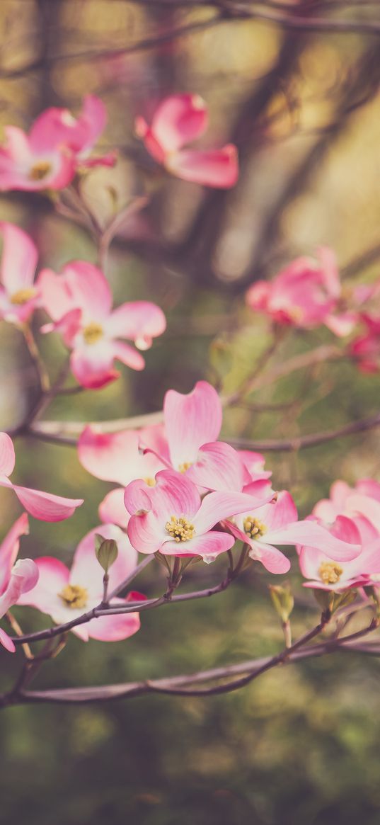 dogwood, flowers, petals, branches, pink