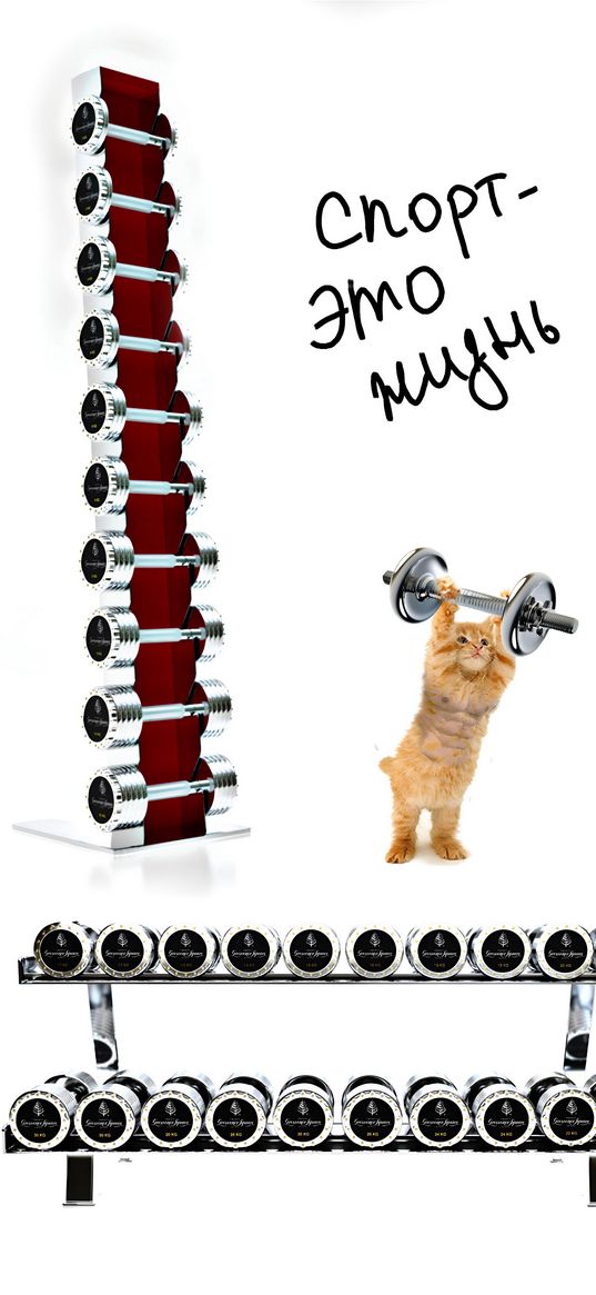 kitten, dumbbells, inscription, sport is life, sport, white background