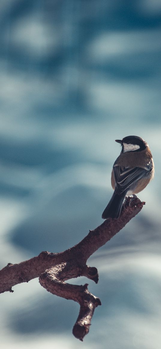 chickadee, beak, bird, branch