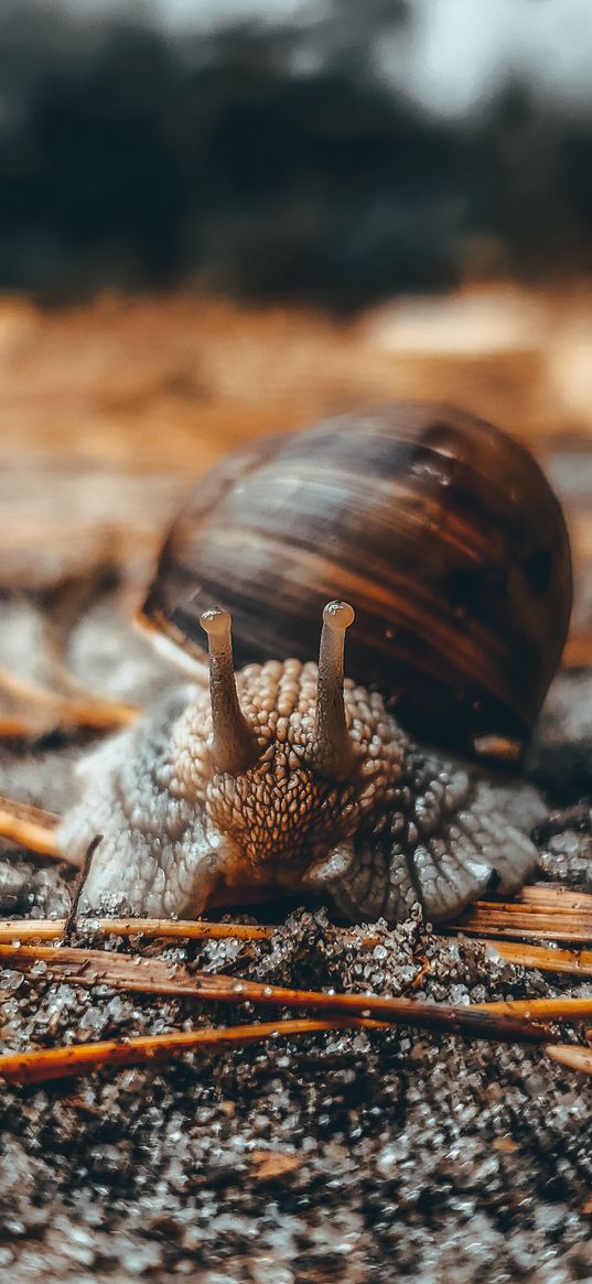 snail, animals, shell, macro