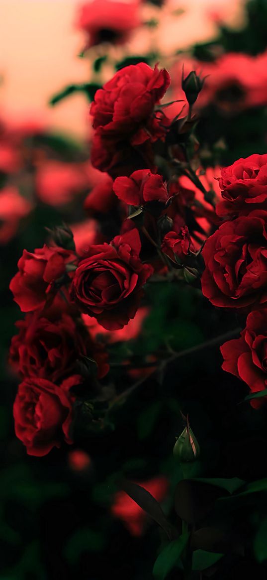 roses, red roses, flowers, red, nature, plants