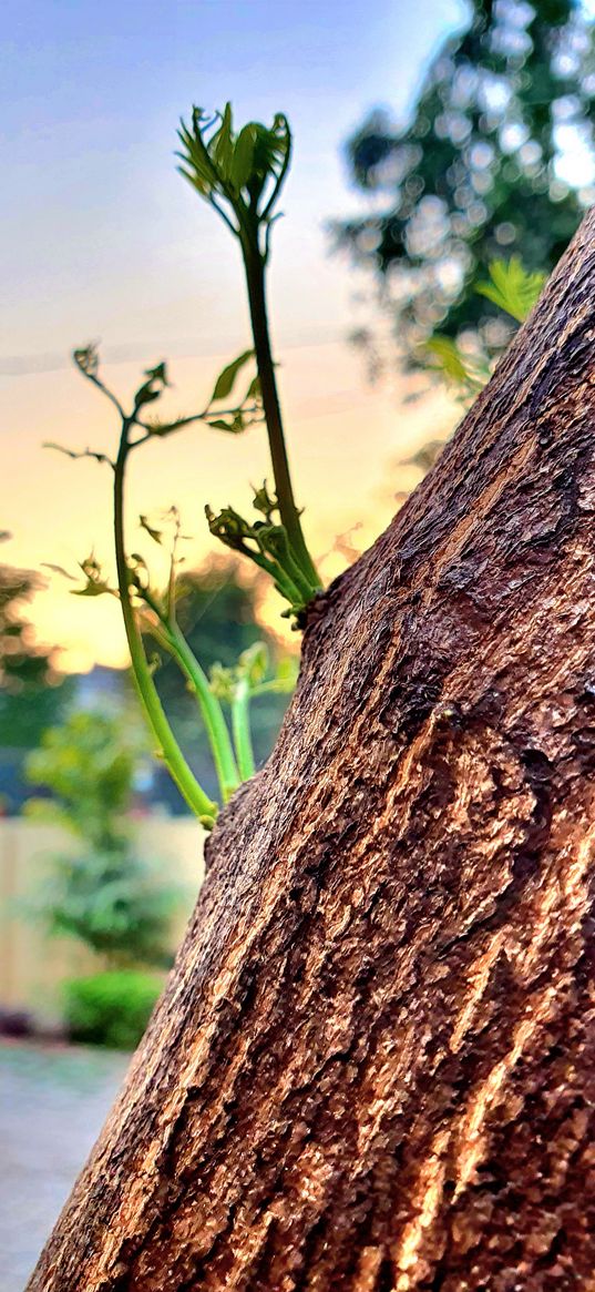 tree, sky, sprouts, branches