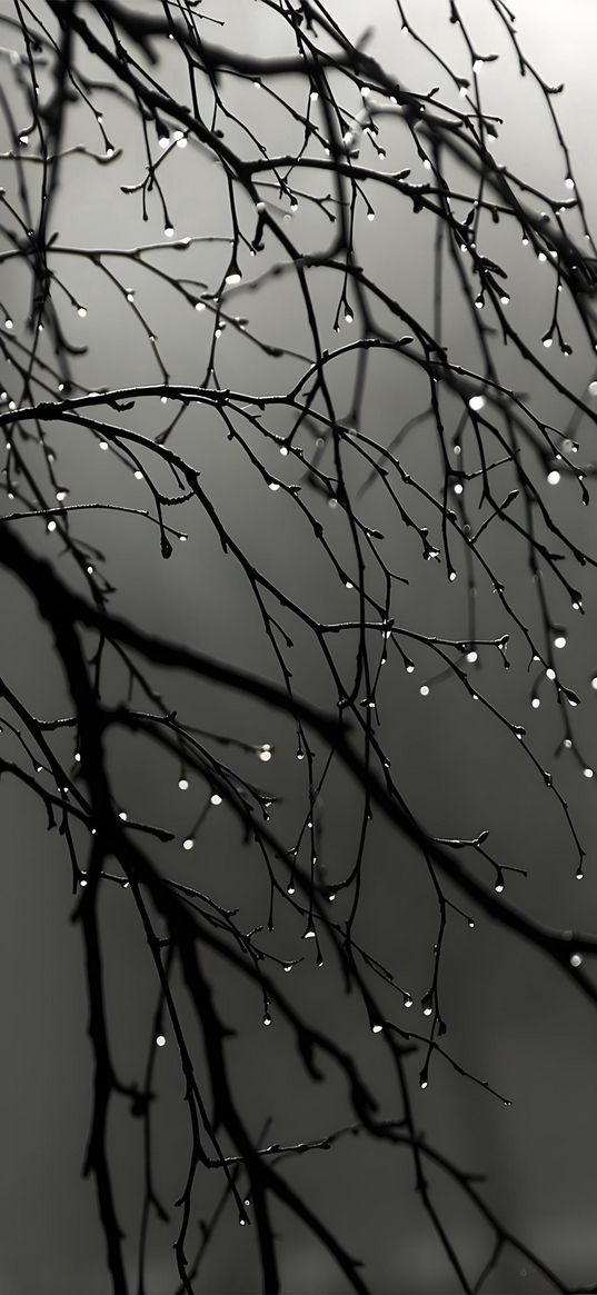 tree, rain, night, branches, drops, grey