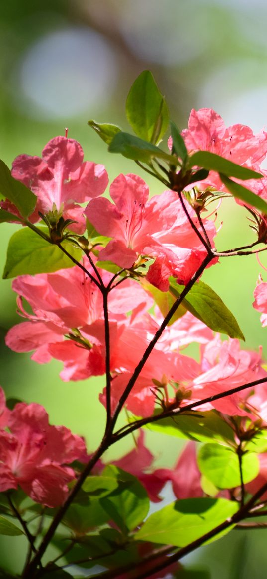 azalea, flowers, branches, leaves