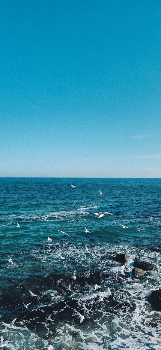 sea, water, waves, seagulls, beach