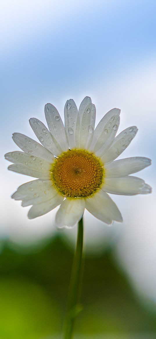 chamomile, flower, petals, drops, blur