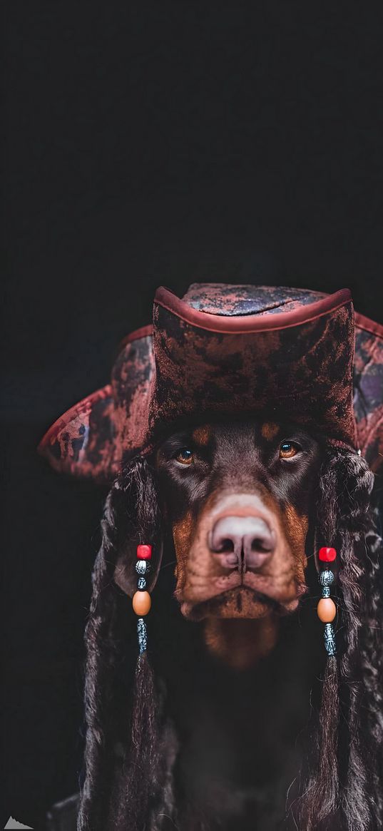 dog, pirate, hat, black background