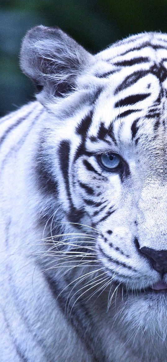 white tiger, tiger, animal, nature