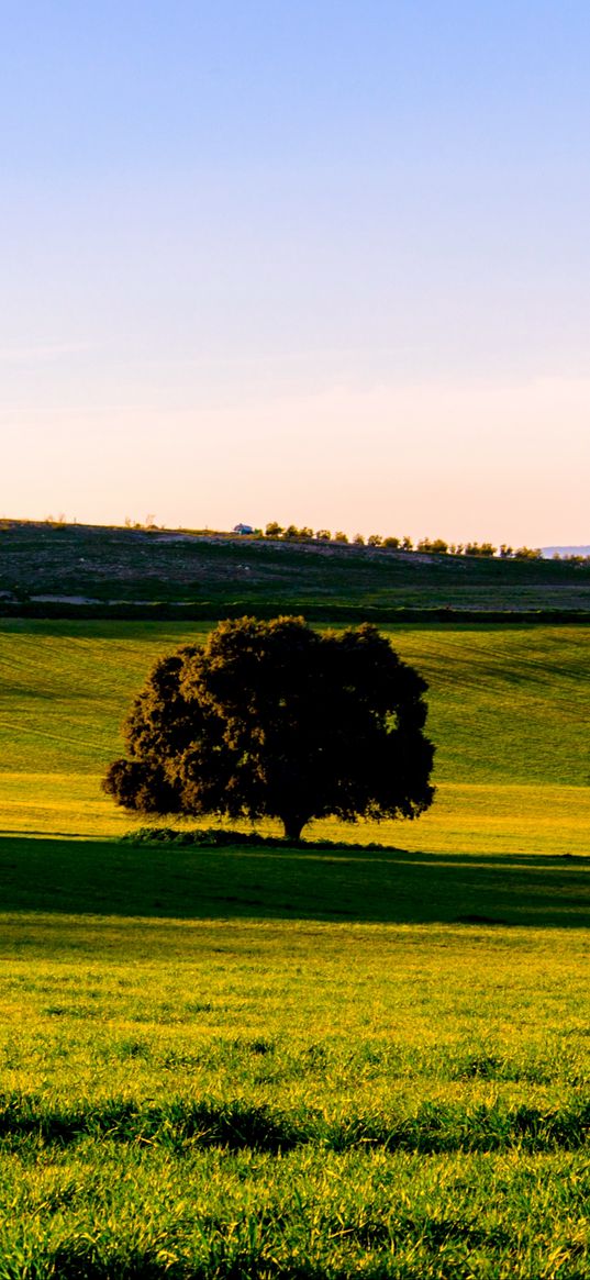 tree, plain, grass, landscape, nature