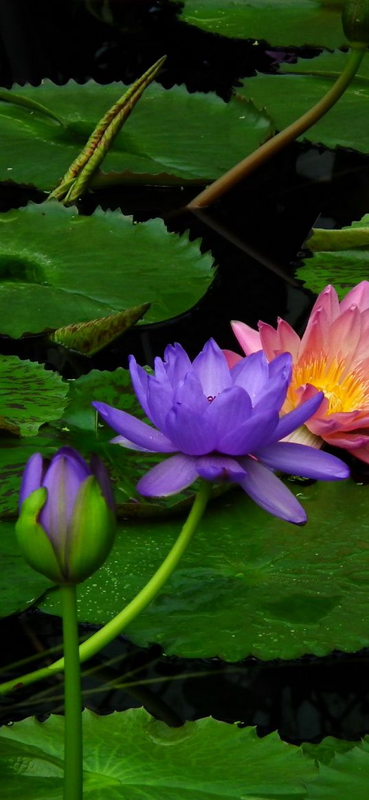 lily, water, leaves