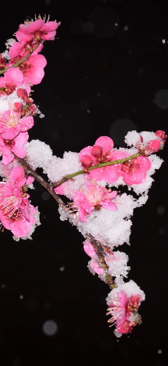 plum, flowers, branch, snow