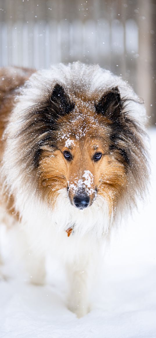 collie, dog, pet, snow